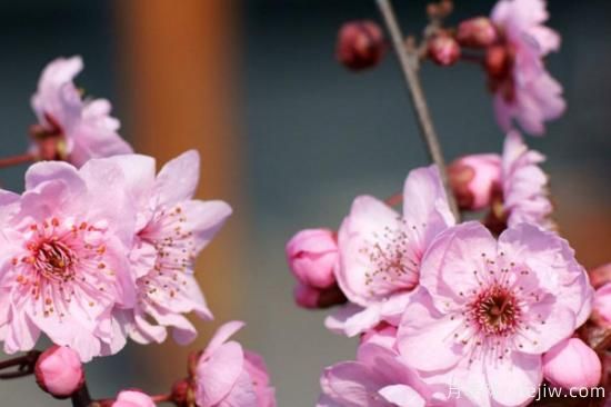 先開(kāi)花后長(cháng)葉的樹(shù)是什么樹(shù)(圖2)