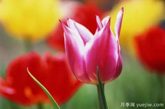 郁金香和玉蘭花的區別(圖3)