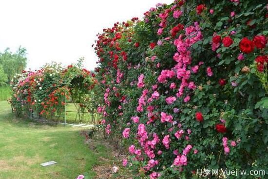月季花有幾種顏色，月季花品種圖片大全(圖5)
