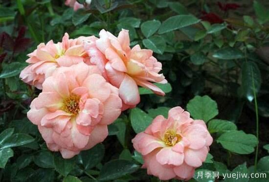 月季花有幾種顏色，月季花品種圖片大全(圖6)