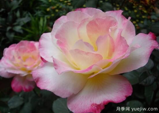月季花有幾種顏色，月季花品種圖片大全(圖3)