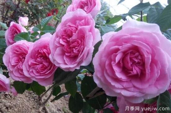 月季花有幾種顏色，月季花品種圖片大全(圖1)