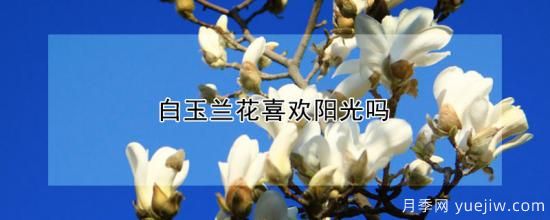 白玉蘭花喜歡陽(yáng)光嗎(圖1)