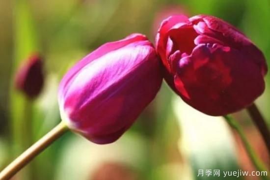 郁金香和玉蘭花的區別(圖2)