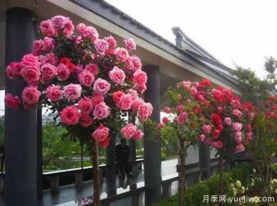 月季花有幾種顏色，月季花品種圖片大全(圖8)