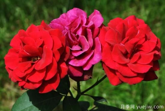 月季花花語(yǔ)大全，不同顏色的月季有著(zhù)不同的寓意(圖1)