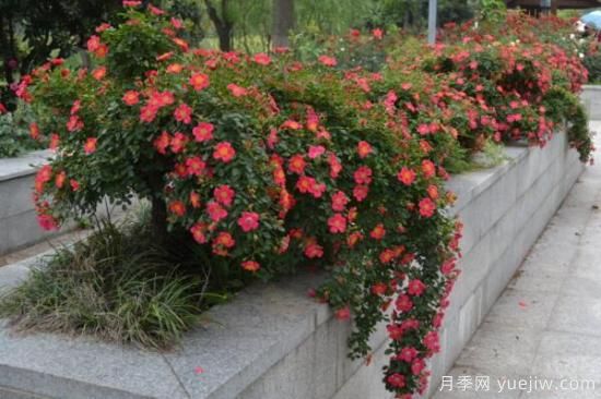 月季花品類(lèi)大全，月季花的5大品種(圖3)