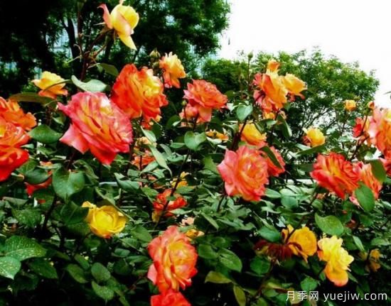 月季花花語(yǔ)大全，不同顏色的月季有著(zhù)不同的寓意(圖3)