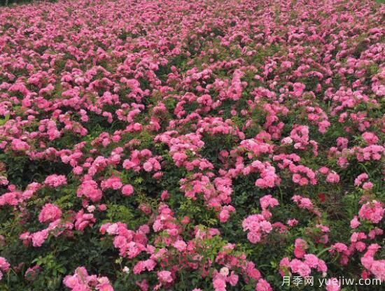 月季花有幾種顏色，月季花品種圖片大全(圖7)