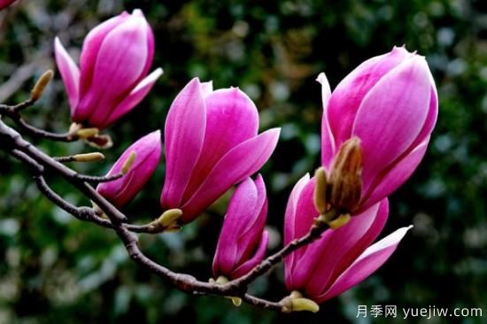 紫玉蘭長(cháng)什么樣子(圖3)