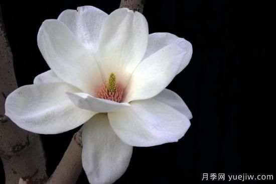 白玉蘭的養殖方法和注意事項水養(圖3)
