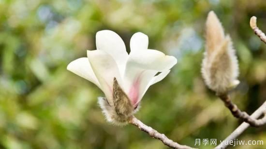 白玉蘭花的養殖方法和注意事項 盆栽(圖1)