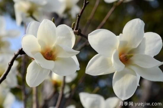 盆栽玉蘭花的養殖方法(圖3)