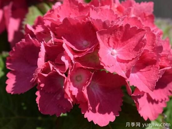 繡球花有哪些品種，繡球花品種圖片大全(圖3)