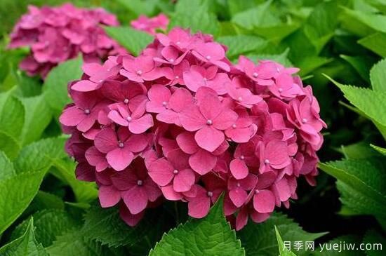 繡球花有哪些品種，繡球花品種圖片大全(圖2)