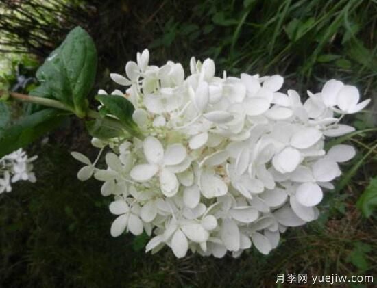 繡球花有哪些品種，繡球花品種圖片大全(圖10)