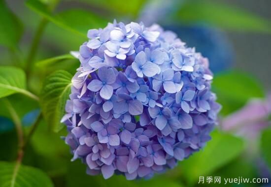 繡球花有哪些品種，繡球花品種圖片大全(圖7)