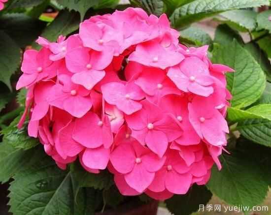 繡球花有哪些品種，繡球花品種圖片大全(圖4)