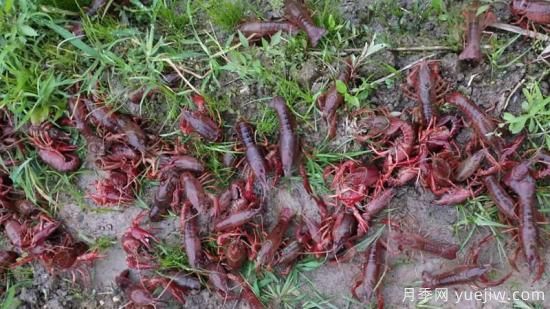 龍蝦養殖技術(shù)(圖1)