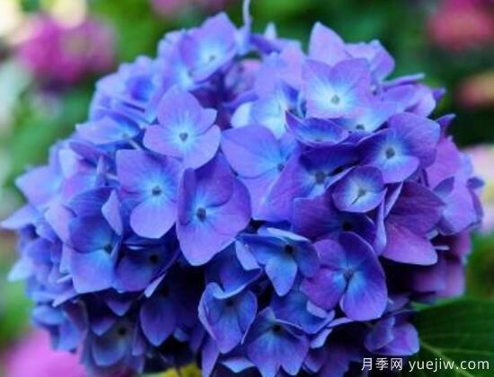 繡球花有哪些品種，繡球花品種圖片大全(圖6)