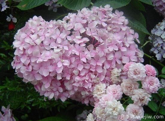 繡球花有哪些品種，繡球花品種圖片大全(圖12)