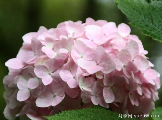繡球花有哪些品種，繡球花品種圖片大全(圖11)