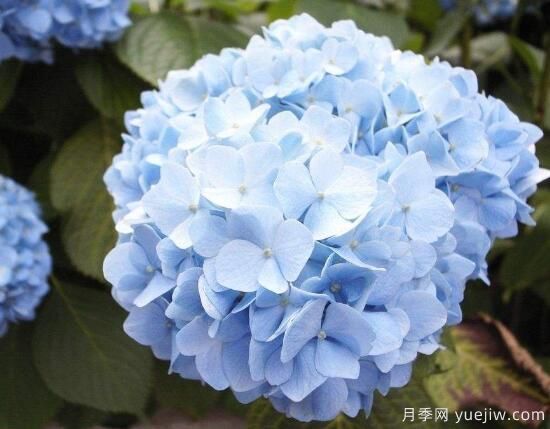 繡球花有哪些品種，繡球花品種圖片大全(圖5)