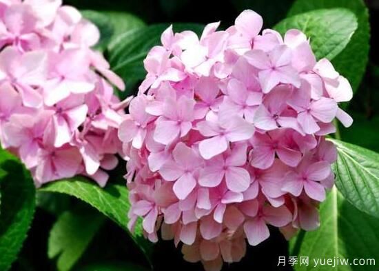 繡球花有哪些品種，繡球花品種圖片大全(圖13)