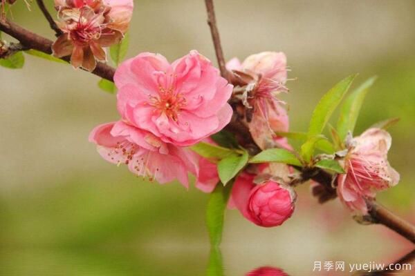 桃花的蟲(chóng)害防治大全，紅蜘蛛的危害非常嚴重(圖3)