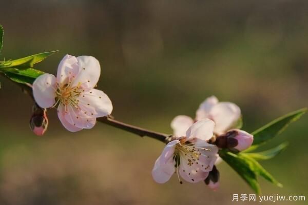 桃花的蟲(chóng)害防治大全，紅蜘蛛的危害非常嚴重(圖4)