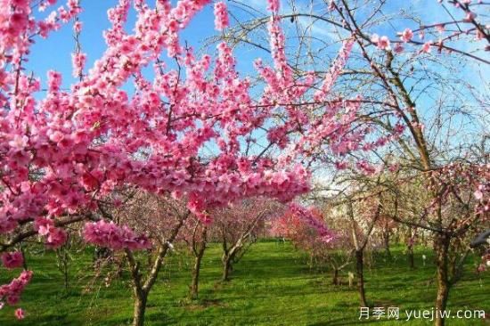 桃花的蟲(chóng)害防治大全，紅蜘蛛的危害非常嚴重(圖2)