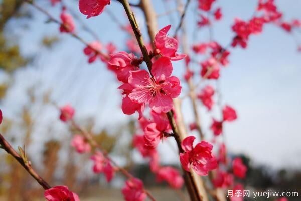 桃花的蟲(chóng)害防治大全，紅蜘蛛的危害非常嚴重(圖1)