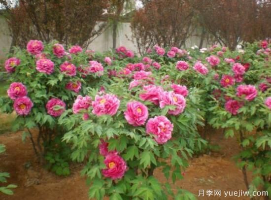 不同顏色牡丹花不同花語(yǔ)(圖1)