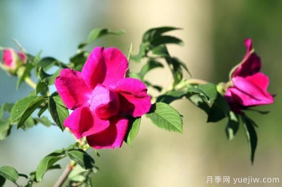 刺玫瑰花怎么養殖(圖1)