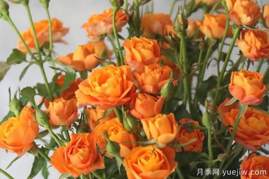 果汁陽(yáng)臺玫瑰的養殖方法和注意事項(圖1)