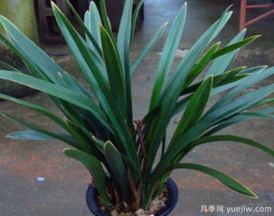 常見(jiàn)的蘭花品種種類(lèi)及圖片(圖4)