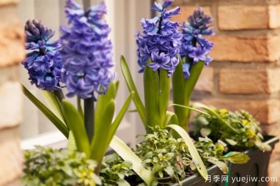 世界各種花的花語(yǔ)(圖3)