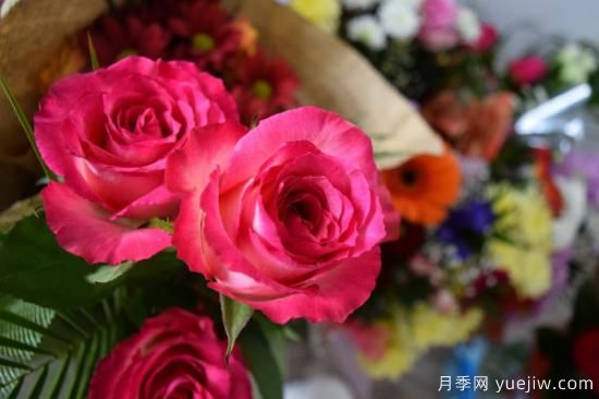 世界各種花的花語(yǔ)(圖2)