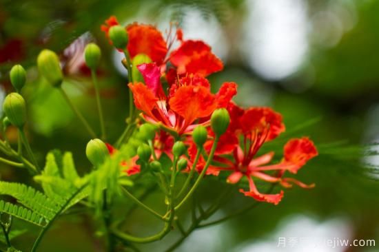 世界各種花的花語(yǔ)(圖1)