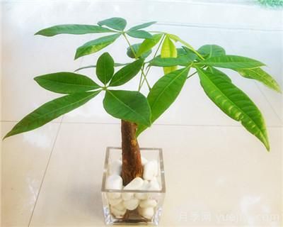 水培發(fā)財樹(shù)怎么養，發(fā)財樹(shù)水培技術(shù)要點(diǎn)(圖1)