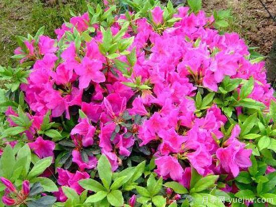 杜鵑花有哪些常見(jiàn)品種？杜鵑花品種圖片大全(圖3)