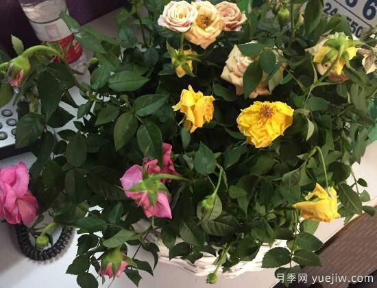 月季花焉了怎么辦？三個(gè)辦法讓它恢復生機(圖1)
