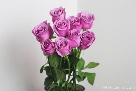 簡(jiǎn)單的玫瑰家庭養法(圖1)