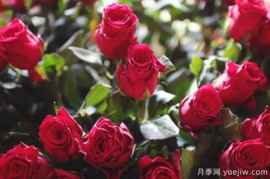 批發(fā)玫瑰花多少錢(qián)一朵？批發(fā)價(jià)格2元/朵(圖1)