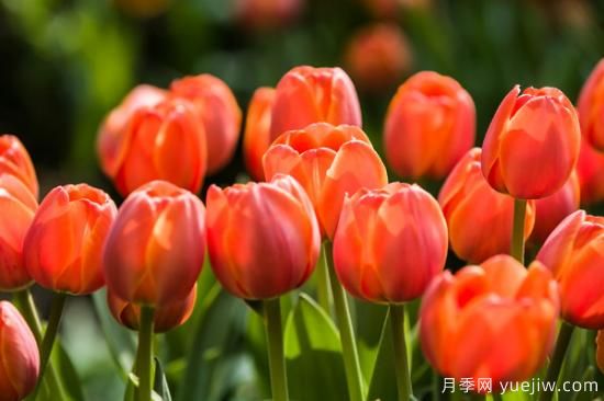 5種花卉代表的寓意及花語(yǔ)(圖2)