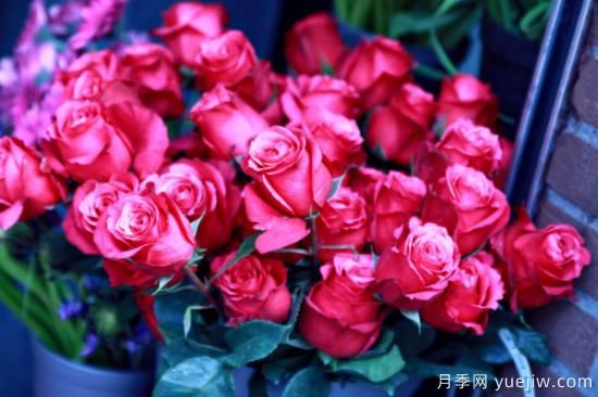 5種花卉代表的寓意及花語(yǔ)(圖1)