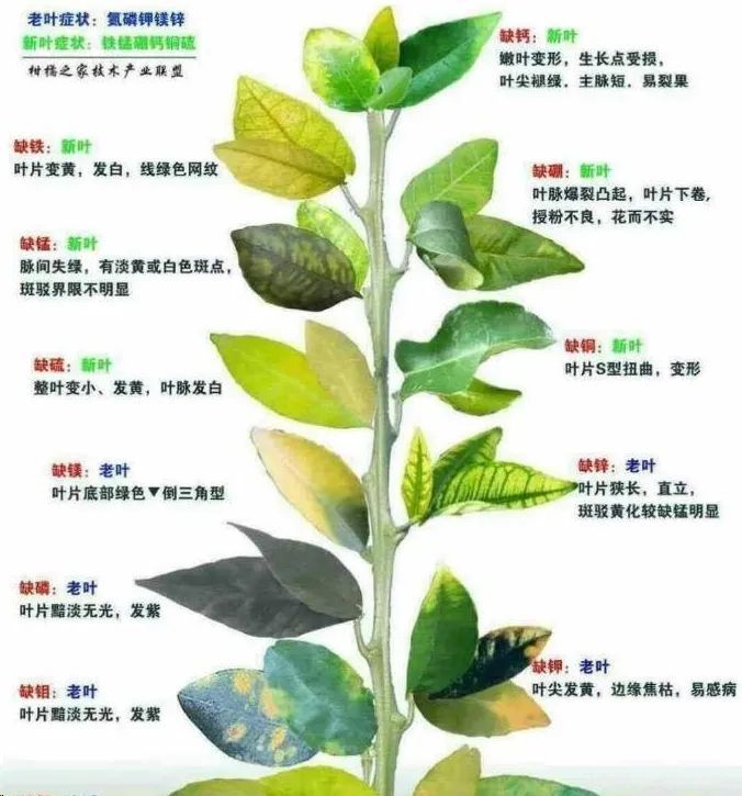 秋季月季不斷黃葉，打藥不管用，怎么辦？(圖1)