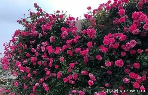 推薦6個(gè)顏值高好養護的藤本月季(圖1)