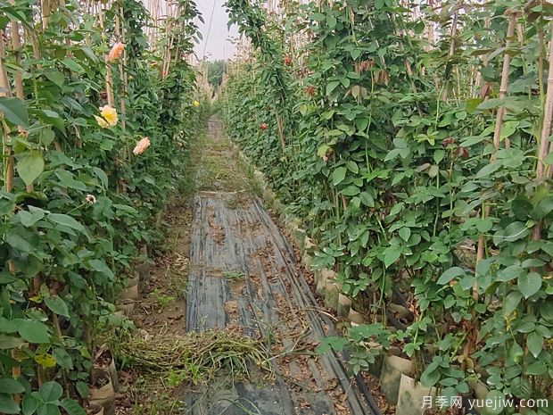 植物設計師必須知道的50個(gè)苗木知識點(diǎn)(圖1)