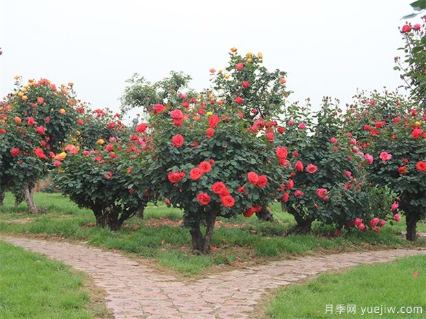 植物設計師在景觀(guān)設計中的地位和角色(圖1)